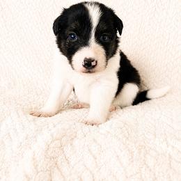 Asher - Male - Black and white male Border Collie puppy in Avery, Texas from Willa Creek Border Collies