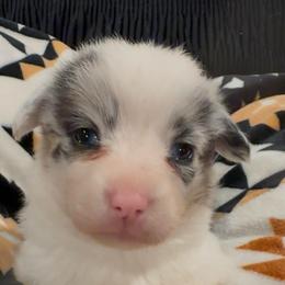 Reserved- Merle with Big spot and tail - Blue merle and white female American Corgi puppy in Heyworth, Illinois from Schumaker Corgis