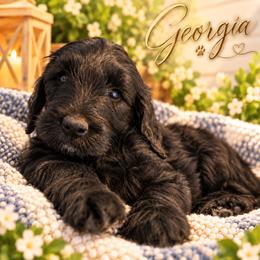 Georgia - Black female Double Doodle puppy in Whitsett, North Carolina from Rock Creek Doodles NC