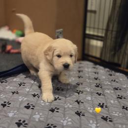 Ms. Yellow Lady - Light golden female Golden Retriever puppy in Woodbridge, Virginia from Goldens of Northern Virginia