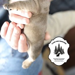 French Bulldog Puppies from Camp Fine Frenchies