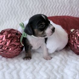 Pocket Beagle Weston - Black tan and white male Beagle puppy in Gentry, Arkansas from HC Puppy Ranch