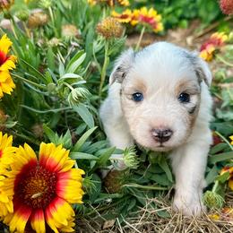 Ruth - Blue merle female Australian Shepherd puppy in Wauneta, Nebraska from 4H Aussies
