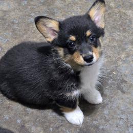 Green - Black and tan male Pembroke Welsh Corgi puppy in Necedah, Wisconsin from The 6Ks Paws and Hobbies