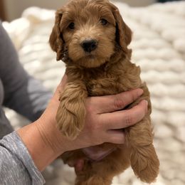 Maple - Red  female Goldendoodle puppy in Palmetto Bay, Florida from Simply Pawfect Doodles