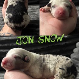 Jon snow - Blue merle male Border Collie puppy in Sanger, California from Flying M Cactus Ranch Buddies