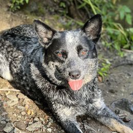 Australian Cattle Dogs from K Bar Cattle Dogs