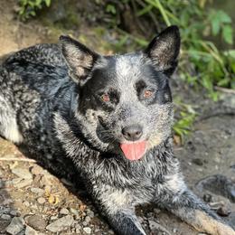 Australian Cattle Dogs from K Bar Cattle Dogs