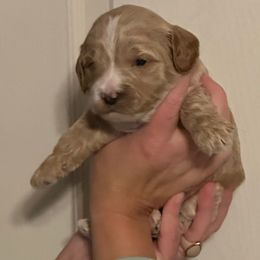Blonde Boy - Apricot male Cavapoo puppy in O'fallon, Missouri from Sister Sister Cavapoos