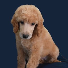 Chili - Apricot male Poodle puppy in Clearwater, Florida from Poodle Majesty