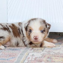 Scorch - Red merle male Miniature Australian Shepherd puppy in Prague, Oklahoma from Clay Creek Aussies
