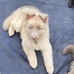 Girl 5 - Isabella female German Shepherd puppy in Pelham, North Carolina from P & P Shepherds