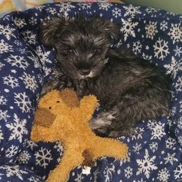 Miniature Schnauzer Puppies from Schnauzers Northwest