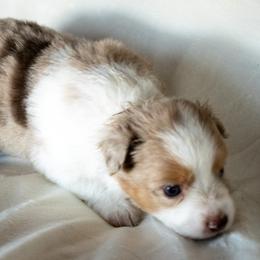 Girl 3 - female Miniature Australian Shepherd puppy in Galesburg, Illinois from Garretts Green Acres