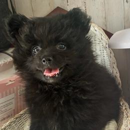 Rowdy - Black male Pomeranian puppy in Skipperville, Alabama from Nay Nay’s Babies