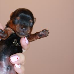 Yorkshire Terrier Puppies from Essence of Grace Yorkies