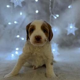 Linguine - Parti male Goldendoodle puppy in Williamson, New York from Lakeside Doodles