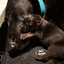 Boy 1 - Black and tan male German Shepherd puppy in Windsor, Colorado from German Shepherds