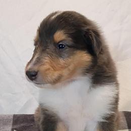 Girl 5 orange - Blue merle white and tan female Collie puppy in Salem, Indiana from Living Blessed Collies