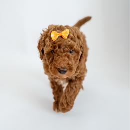 Roxi - Apricot female Goldendoodle puppy in Springfield, Tennessee from BK3 Miniature Goldendoodles