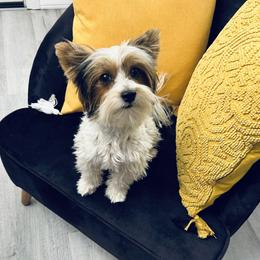 Oliver - Biewer Terrier