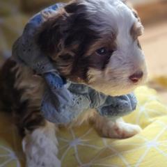 Boy 1 - Brown male Corgipoo puppy in Junction, Utah from Sugar Doodles