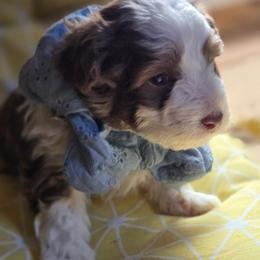 Boy 1 - Brown male Corgipoo puppy in Junction, Utah from Sugar Doodles