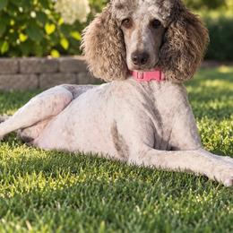 Bridgette - Poodle