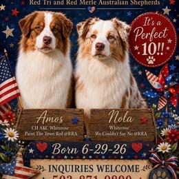 Australian Shepherd puppies from Russell Ranch Aussies