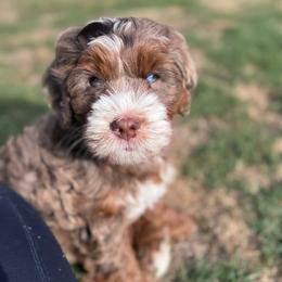 Moxie - Chocolate merle female Bernedoodle puppy in Hillsboro, Oregon from Myt fine doodles
