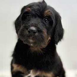 Sandbar - Tri-color male Bernedoodle puppy in Clermont, Florida from Shadow Bernedoodles & Dog Training