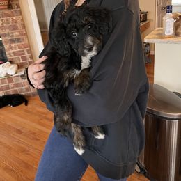 Bernedoodle Puppies from A MAYSING Bernedoodles