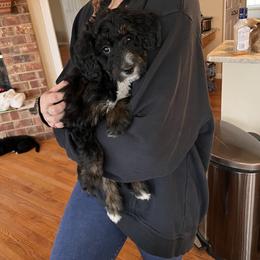 Bernedoodle Puppies from A MAYSING Bernedoodles
