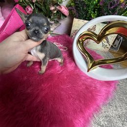 Runt BlueBIRD 3000 - Blue and tan male Chihuahua puppy in Manteca, California from Deb's Chihuahuas California