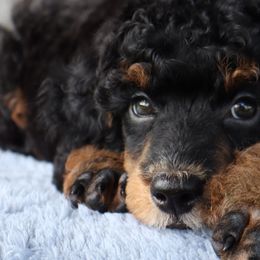 Poodles from Curly Country Poodles