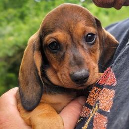 Louie - Red male Dachshund puppy in Mountain Grove, Missouri from Blueprint K9 Dachshunds- www.BlueprintK9.com
