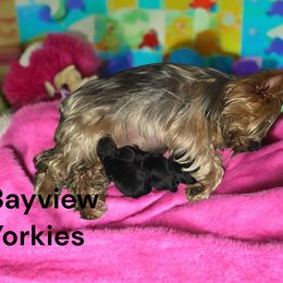 Boy 2 - male Yorkshire Terrier puppy in Jacksonville, Florida from Bayview Yorkies