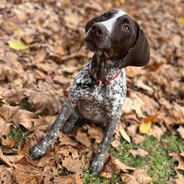 German Shorthaired Pointers from Southern Lands Kennels