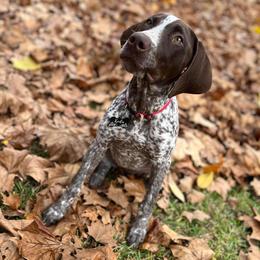 German Shorthaired Pointers from Southern Lands Kennels
