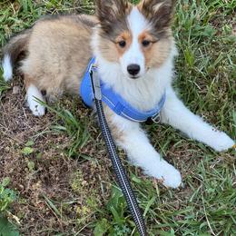 Clover - Sable and white female Shetland Sheepdog puppy in Marshall, North Carolina from Small World Shelties