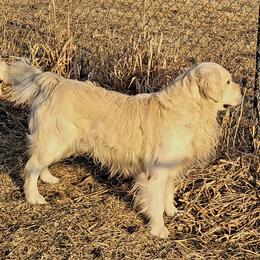 Candyrock Domino Effect - Light golden male Golden Retriever puppy in Osceola, Iowa from Healing Hearts Therapy Goldens