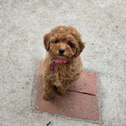 Autumn - Red female Maltipoo puppy in San Diego, California from Maltipoos SD