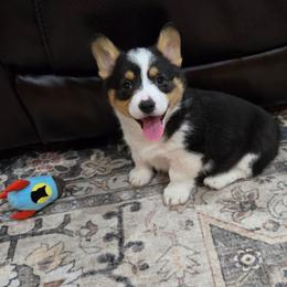 Ranger - Black and tan male Pembroke Welsh Corgi puppy in Americus, Kansas from Kandi's Pups