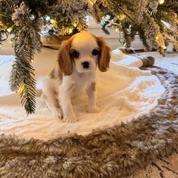 LITTLE BIT - Blenheim female Cavalier King Charles Spaniel puppy in Hemphill, Texas from Toledo Bend Cavaliers