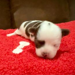 Clara - Chocolate sabled fawn female Chihuahua puppy in Choctaw, Oklahoma from Savvy Chihuahuas of Oklahoma