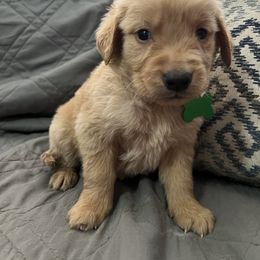 Golden Retriever and Poodle Puppies from Tori’s Golden Retrievers and Poodles