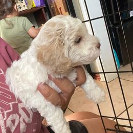 Poodle Puppies from Poodles on the Go