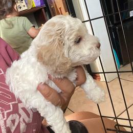 Poodle Puppies from Poodles on the Go