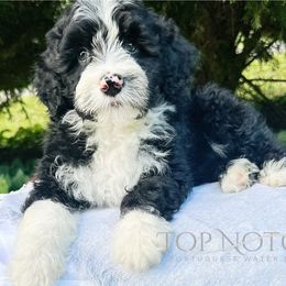 Storm - Black and white female Portuguese Water Dog puppy in Asheville, North Carolina from Top Notch Portuguese Water Dogs