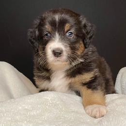 TUCKER - Black tri-color male Australian Shepherd puppy in Hayward, California from Grissom’s Aussies